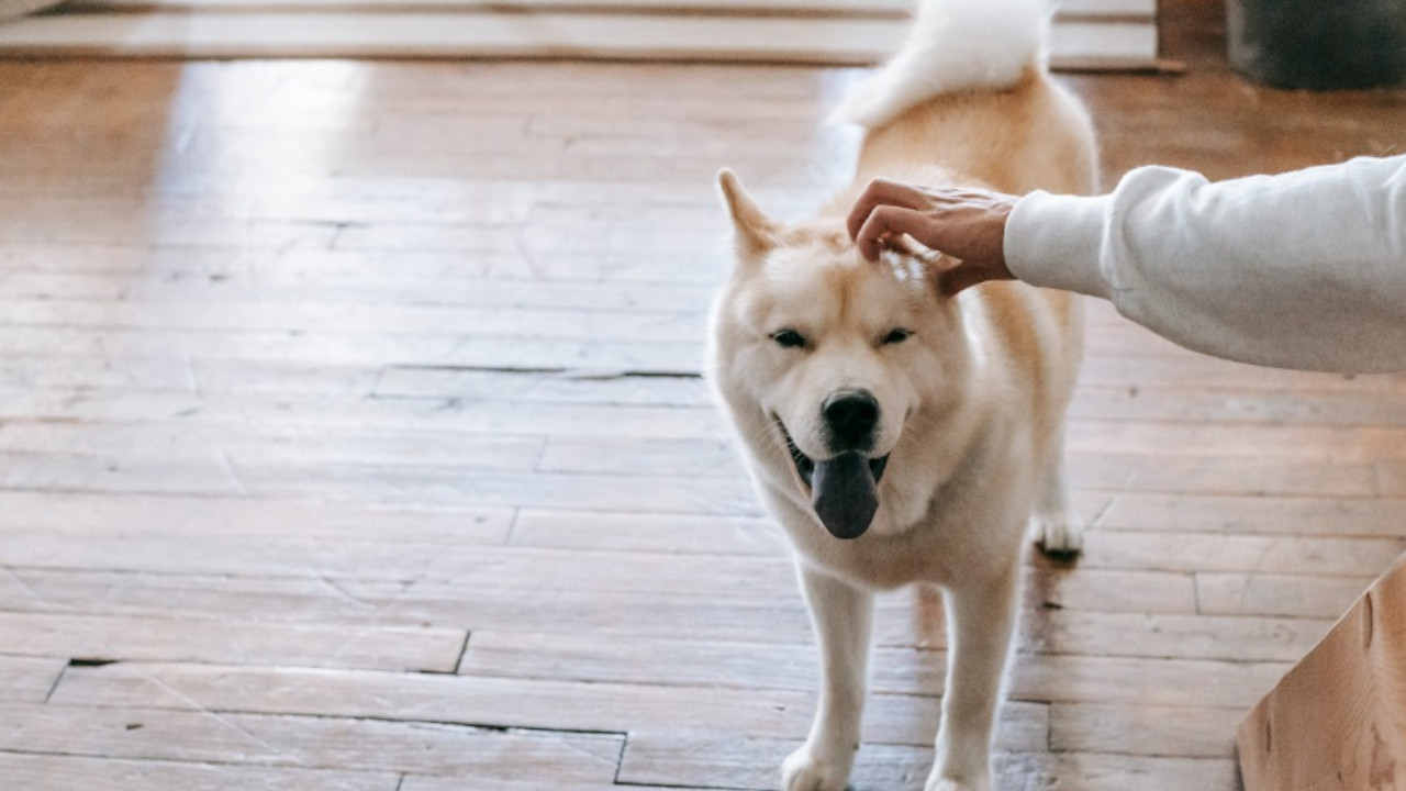 ¡El Colmo! Salvajes amenazan a perritos que viven en una unidad en Bello