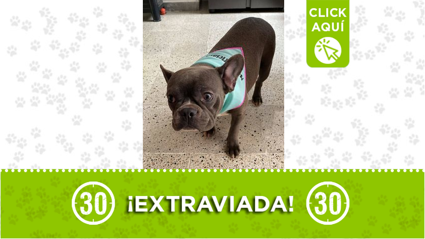 "Lupe" se perdió en la vereda La Herradura en Titiribí