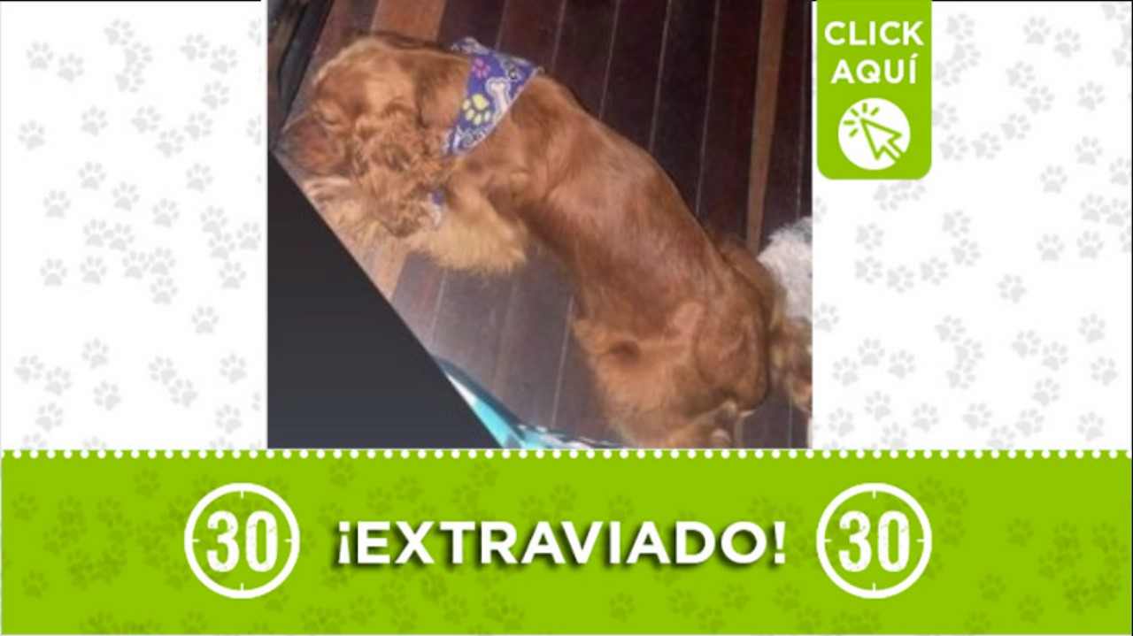 roqui perro perdido