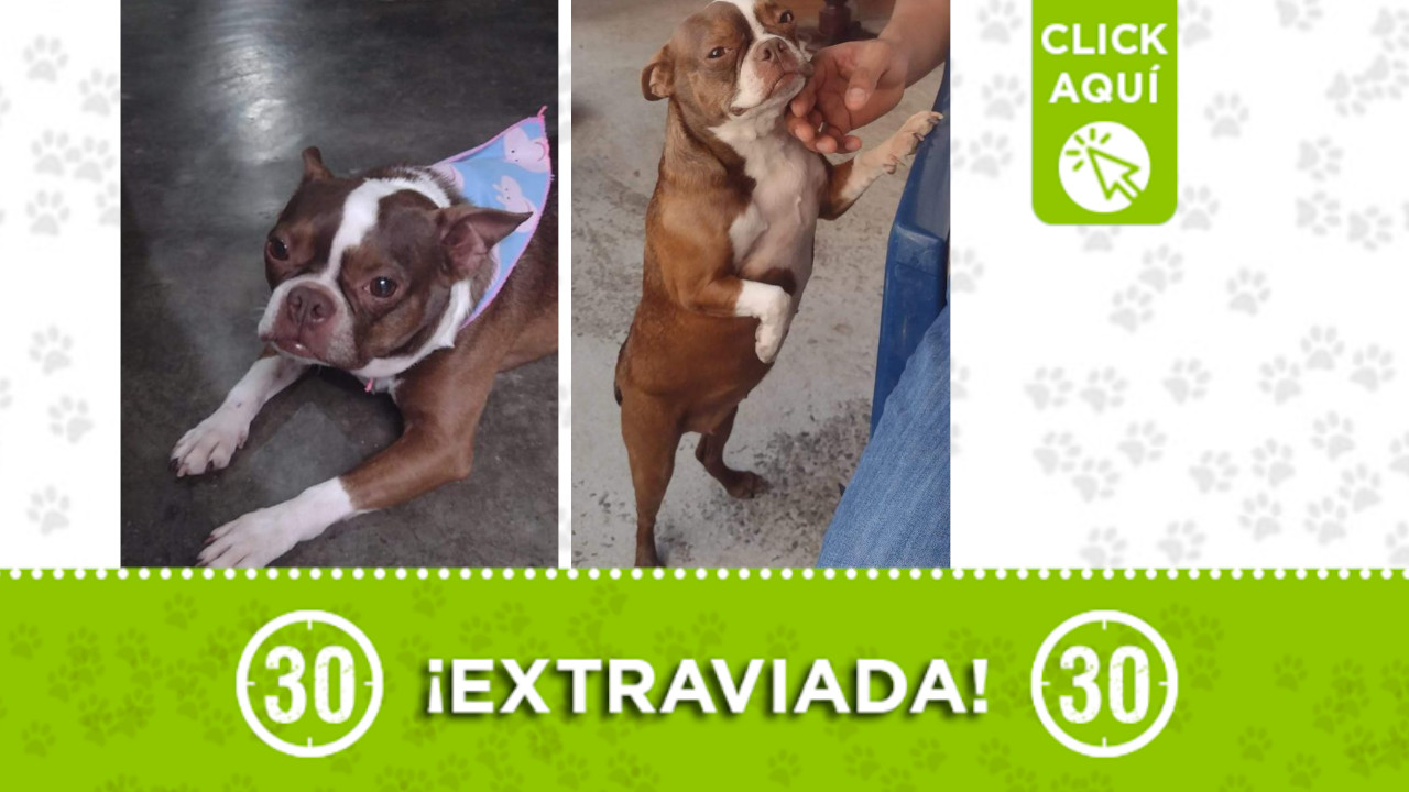 Esta tierna perrita responde al nombre de Simona, se extravió en Manrique
