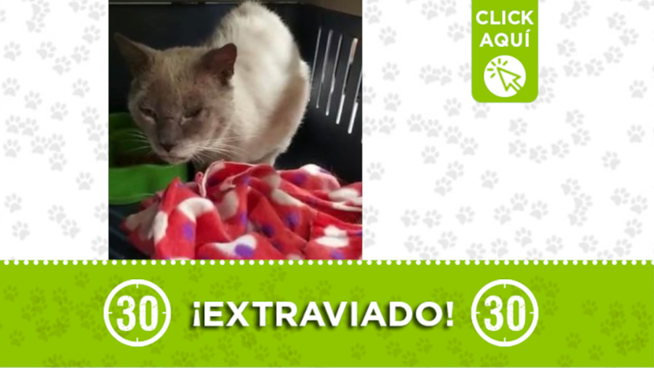 'Tun Tun' se perdió en Envigado ¿lo ha visto?