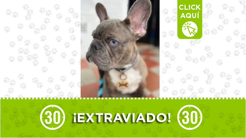 "Aron" se extravió en Manrique