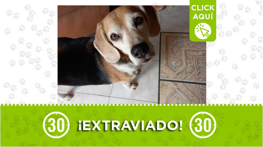 "Kori" se perdió en Robledo Villa Flora