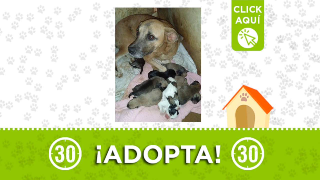 Adopta cachorros
