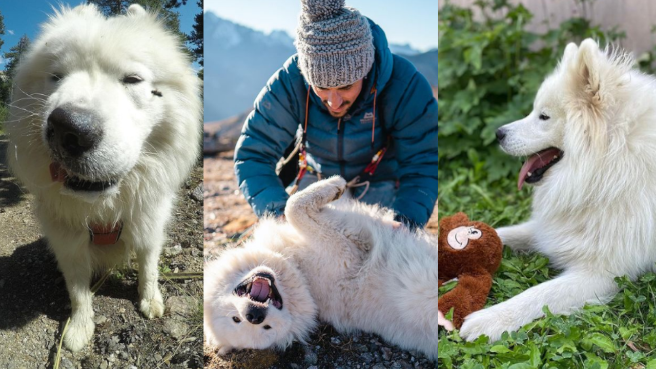 Conozca al perrito que es tendencia en redes por montar parapente y viajar por el mundo