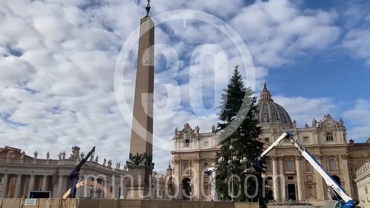 El Vaticano se viste de Navidad, comenzaron la instalación del árbol en la Plaza de San Pedro