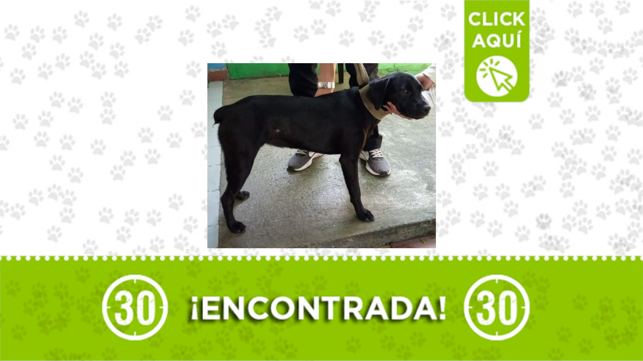 perrita encontrada