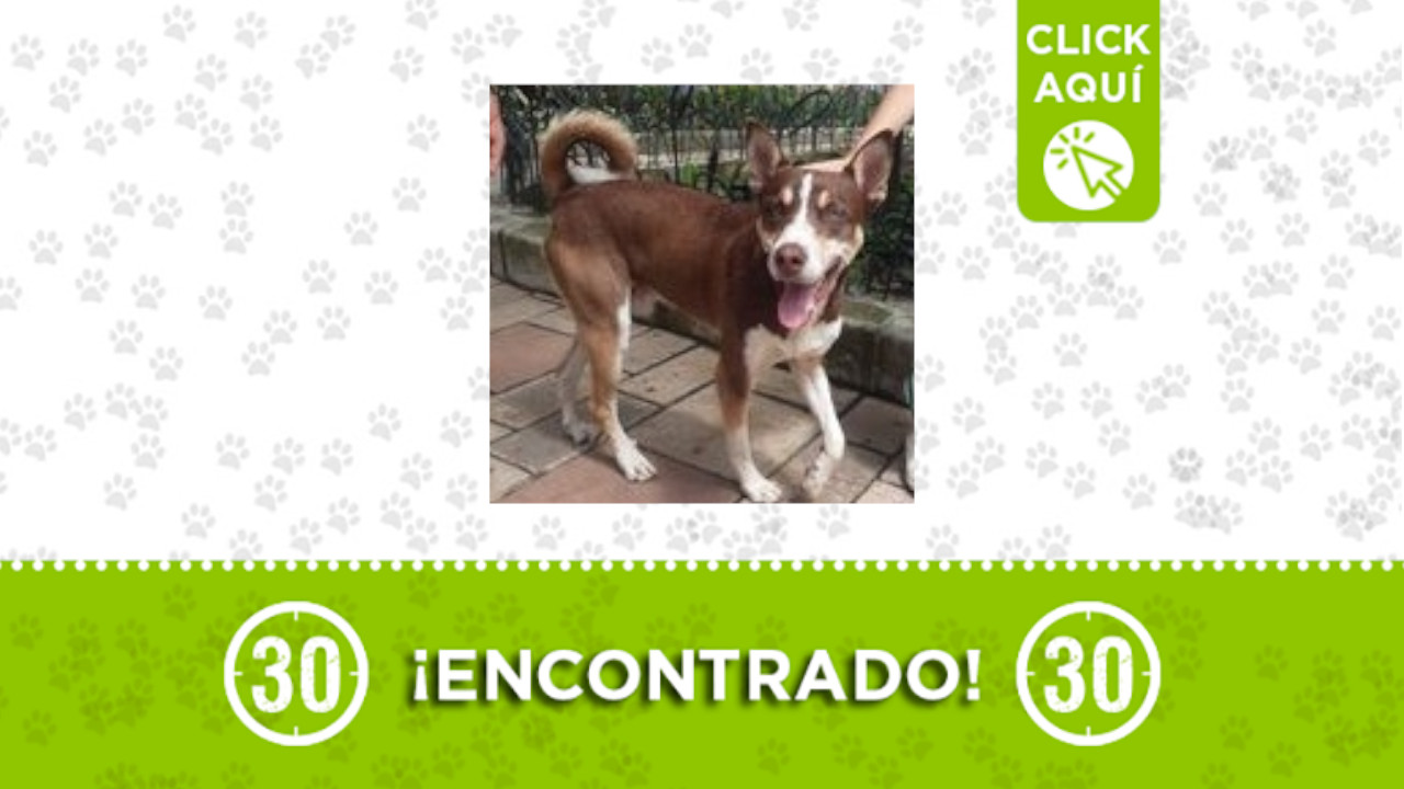 perrito encontrado