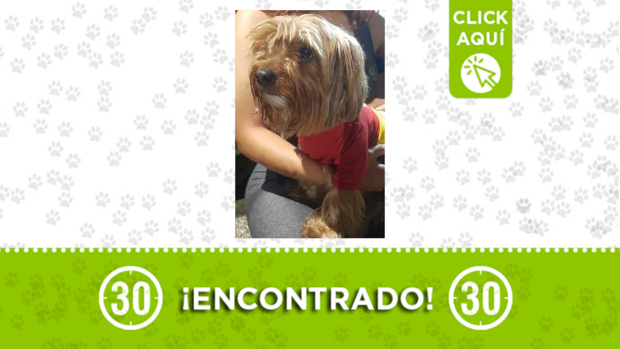 Perrito encontrado en Manrique