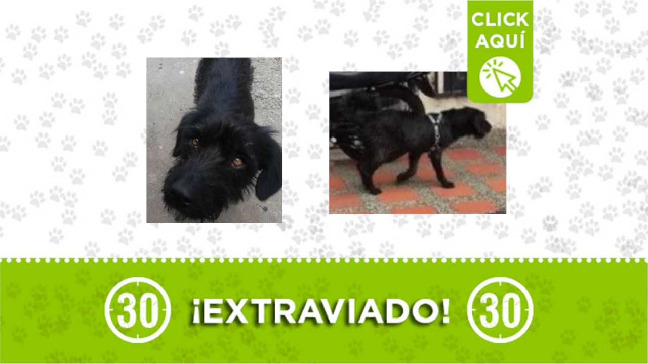 chicharrin