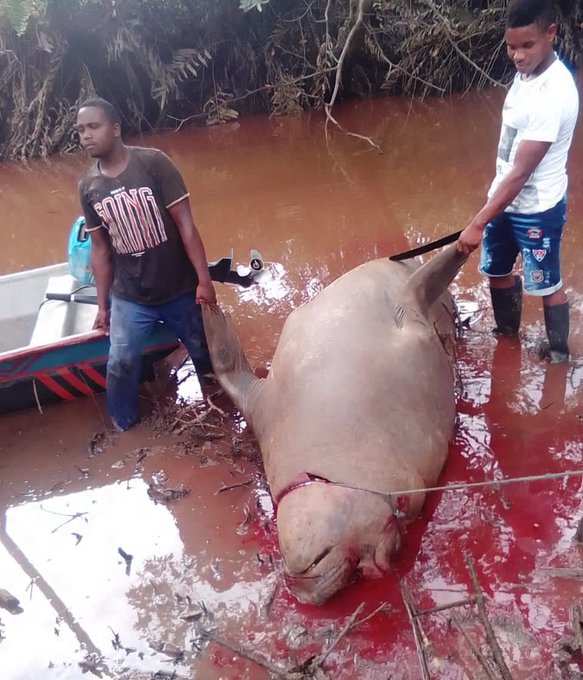 Inaudito: elefante marino fue cazado en Nariño 2 Inaudito: elefante marino fue cazado en Nariño