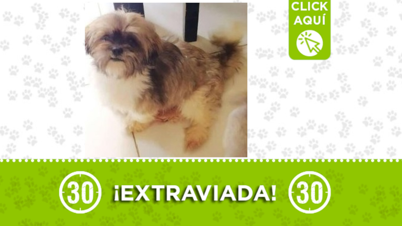 Fiona se perdió en Girardota ¿La ha visto?