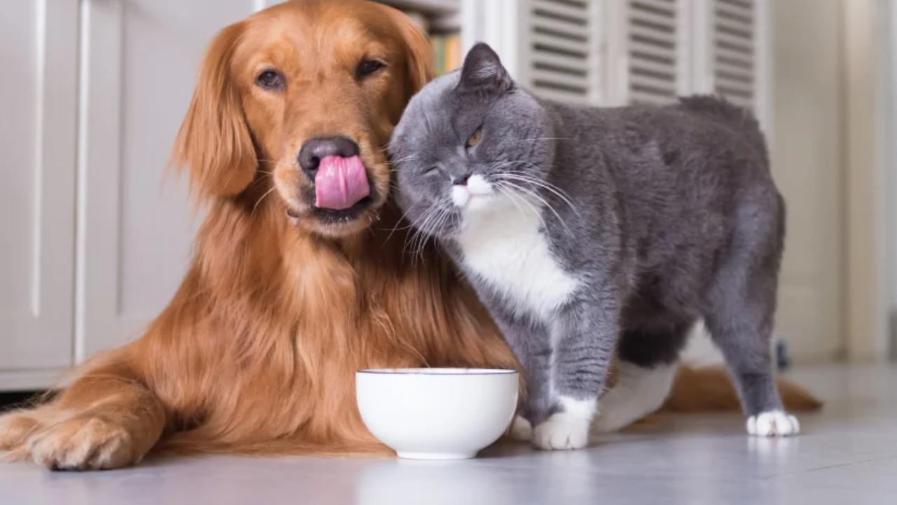 Conozca los 34 puntos de vacunación gratuita para perros y gatos en Bogotá