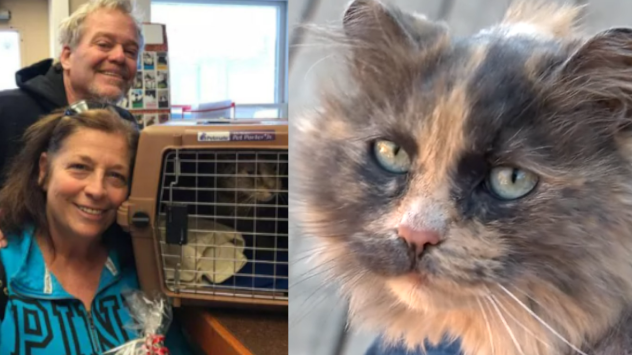 Gatico regresó con su dueña, luego de estar perdido dos años y medio