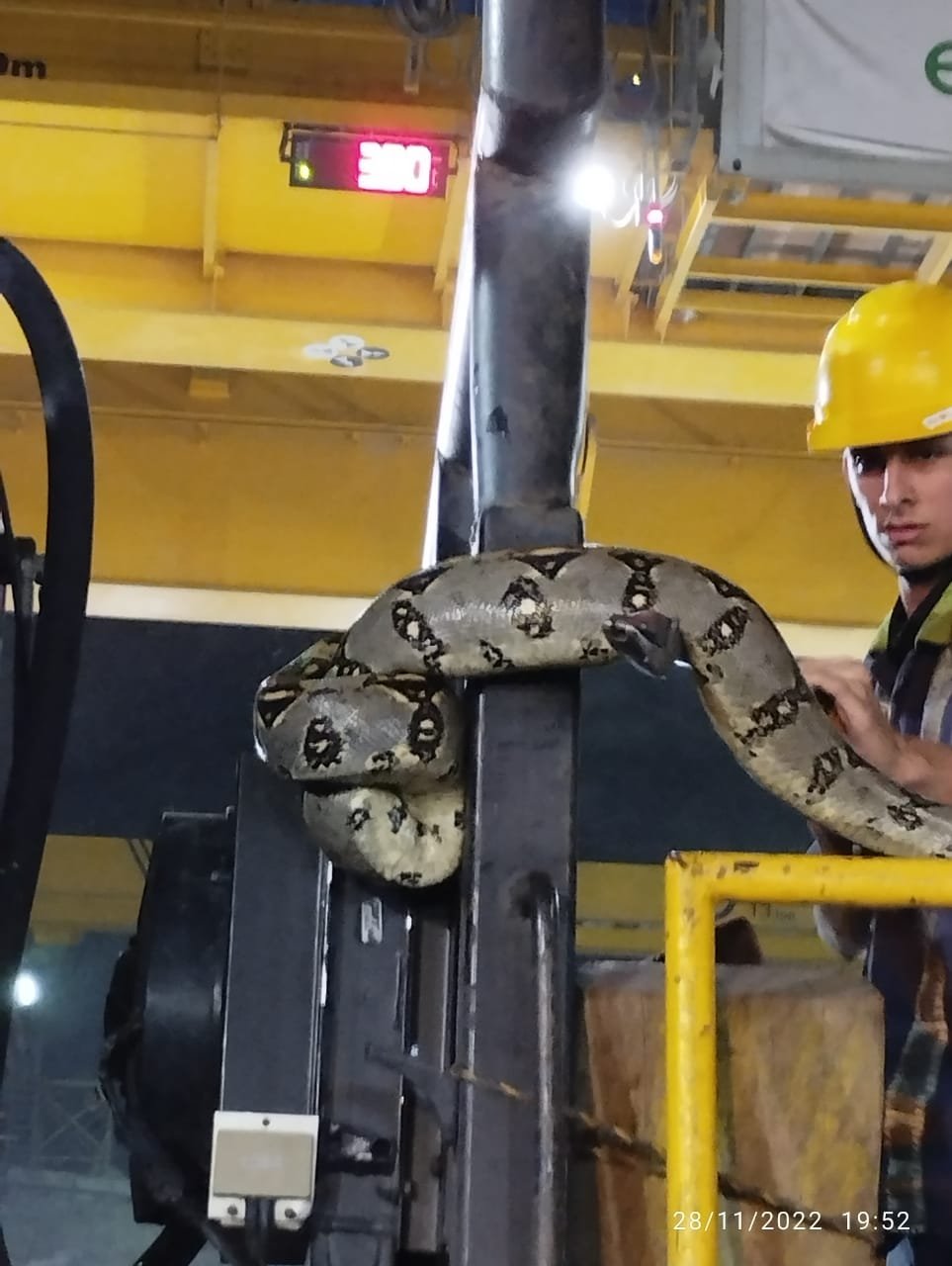 Serpiente en Hidroituango 3