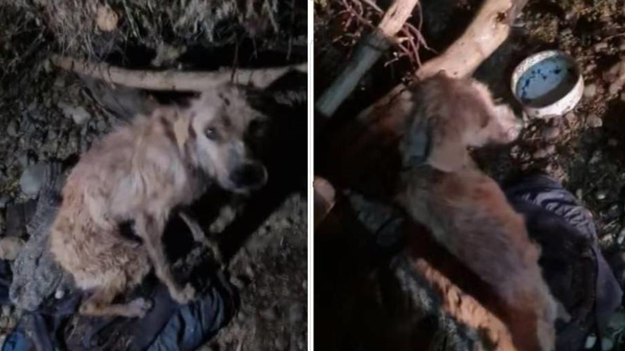 Curandero usaba piel de perros y gatos para hacer “amarres”