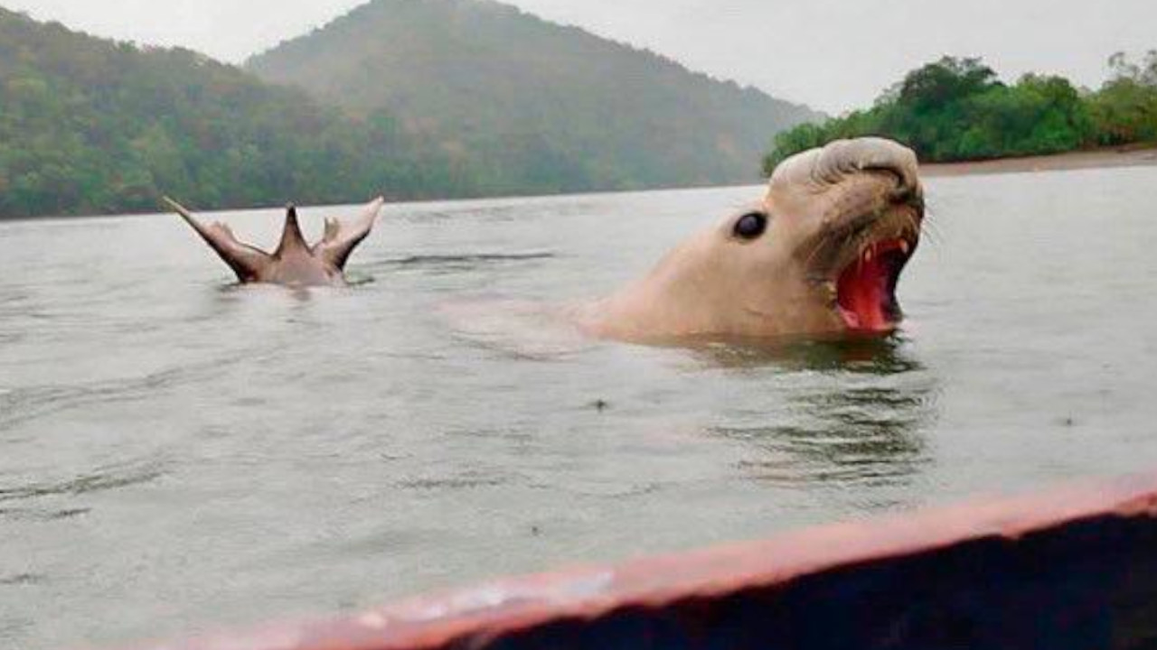Inaudito: elefante marino fue cazado en Nariño