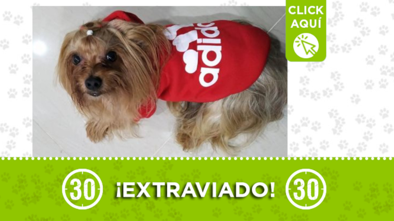 Tobby se perdió en Bello ¡Comparte!