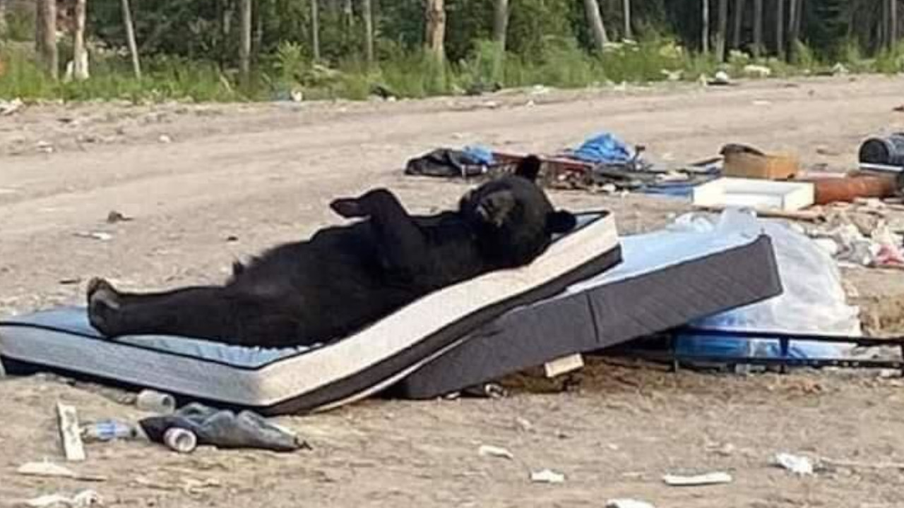 Un oso fue captado descansando sobre un colchón en la basura