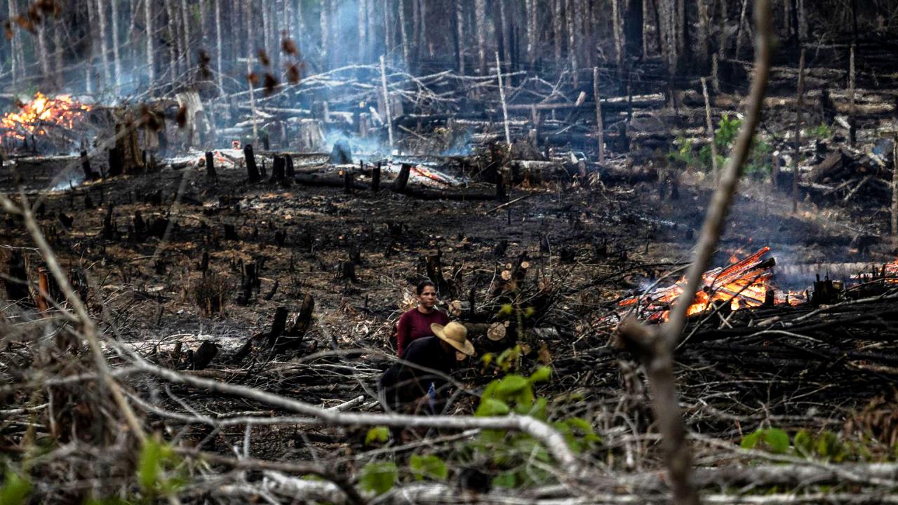 deforestacion