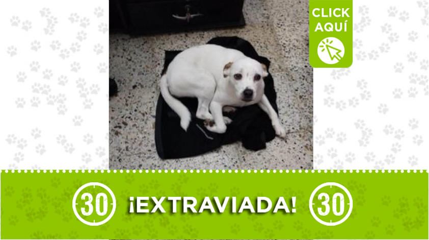 "Atenea" se perdió en Bello