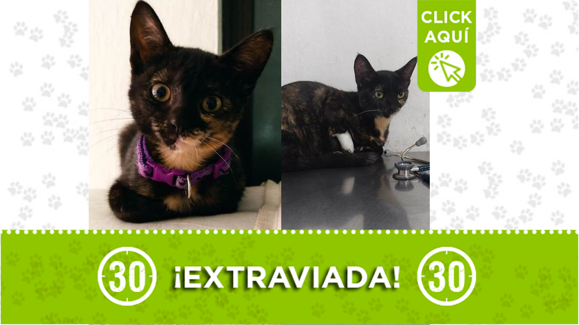 "Carolina" se perdió en Robledo Aures