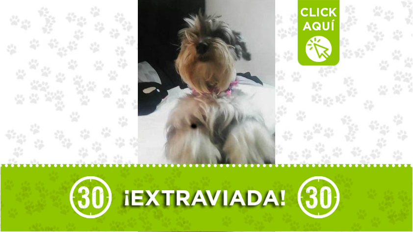 "Chiquita" se perdió en Bello