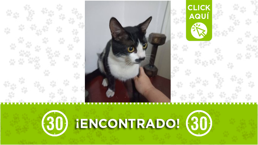 Gatico encontrado en Itagui