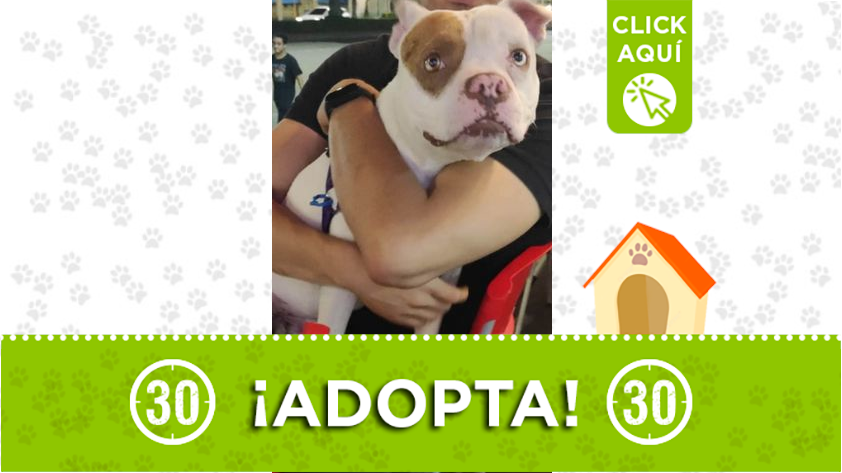 "Blanquito" busca un hogar lleno de amor