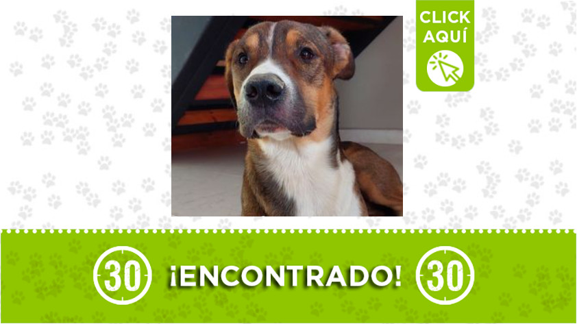 Este perrito fue encontrado en Belén La Nubia