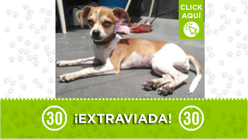 “Lili” se perdió en el barrio La América