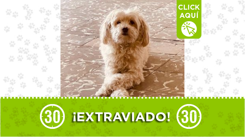 muneco-se-perdio-en-el-barrio-florencia