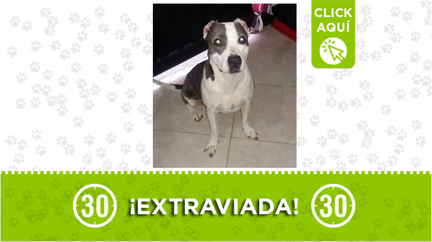 “Sasha” se perdió en la comuna 1 popular