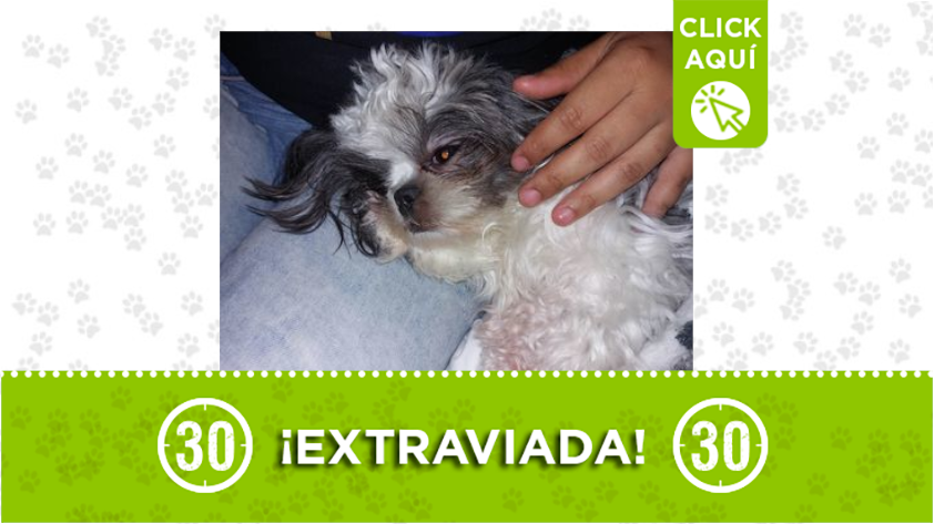 "Nala" Se perdió en Envigado