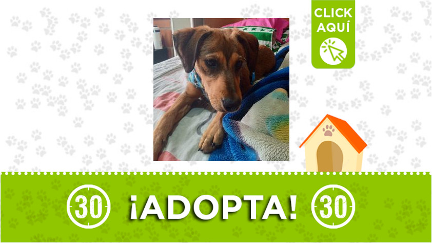 Esta perrita busca un nuevo hogar