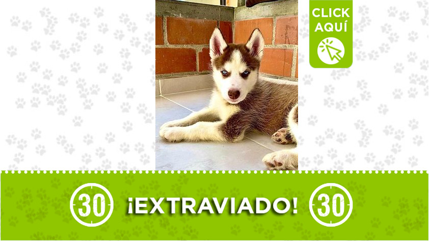 ‘Summer’ se extravió en Sabaneta