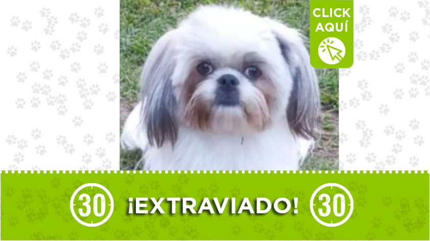 "Jecri" se extravió en el Parque de Picacho