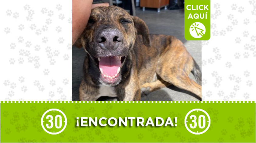 Perrita encontrada en Niquía
