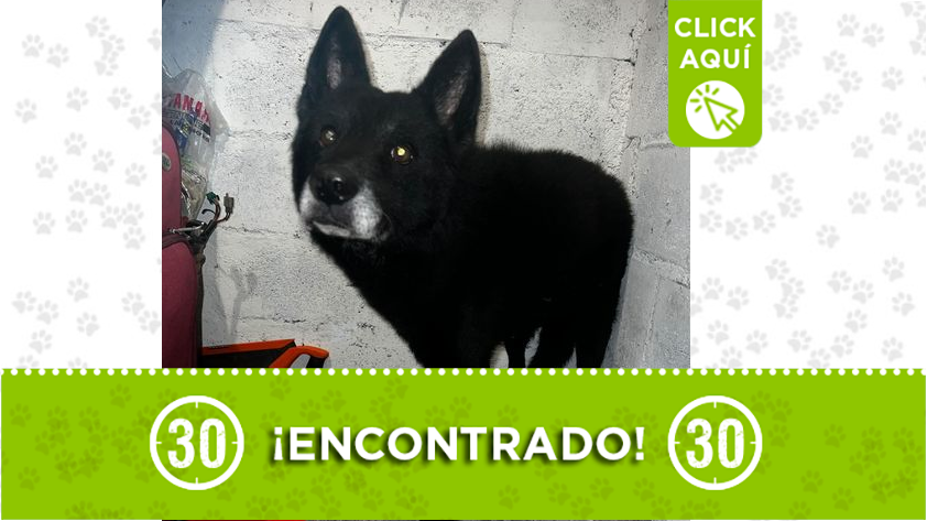 Encontraron este lindo perrito en Robledo