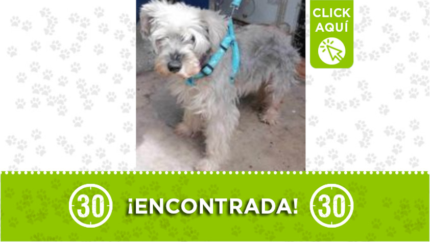 Perrita encontrada en Las Margaritas - Itagüí