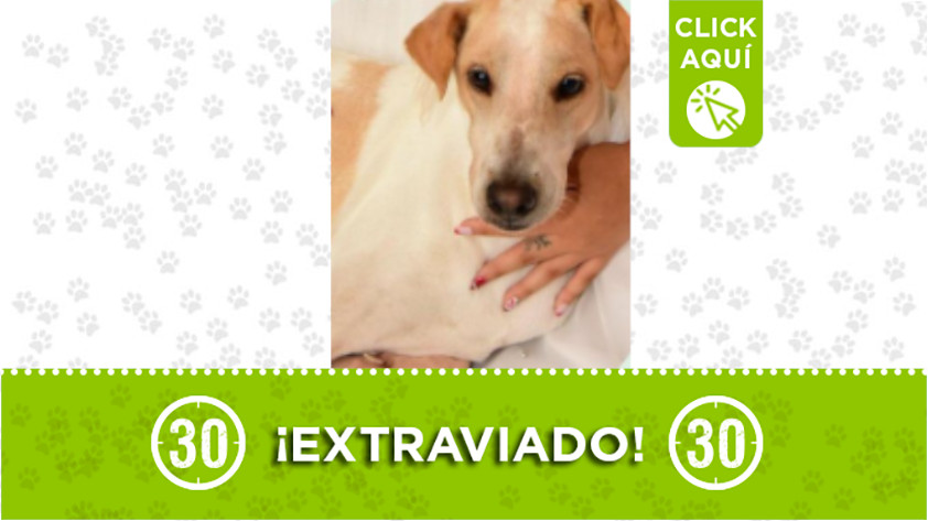 «Tony» se extravió en Santa Cruz