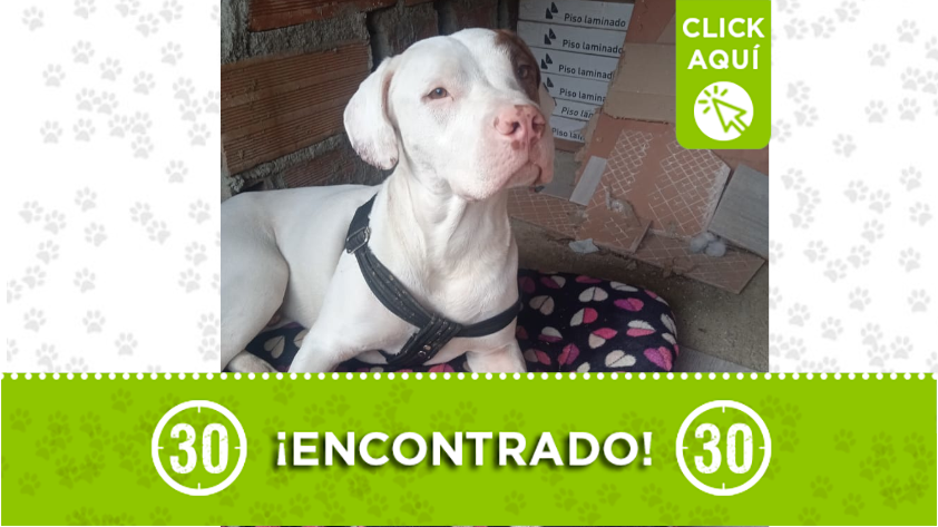 Lindo perrito encontrado en Bello