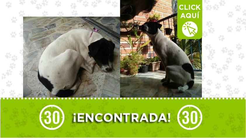 Perrita encontrada en Belén La Mota