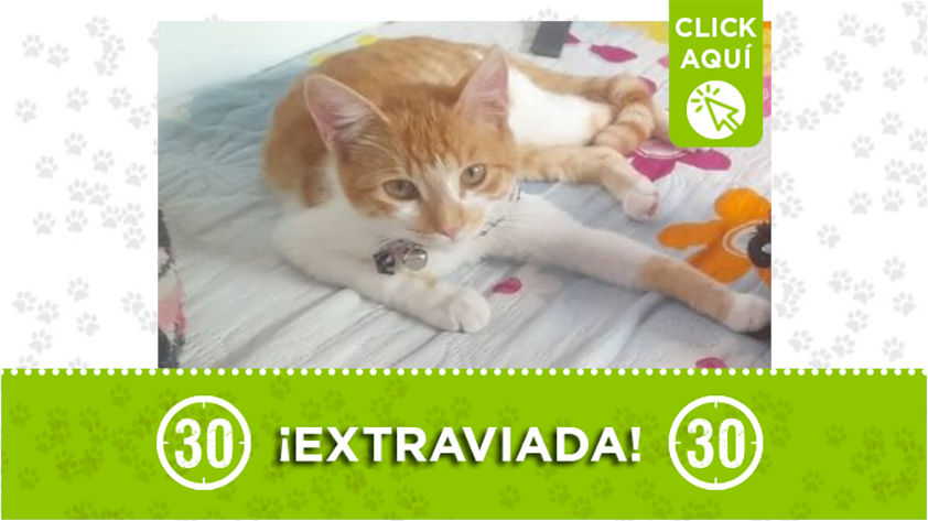 Esta linda gatica se perdió en Belén