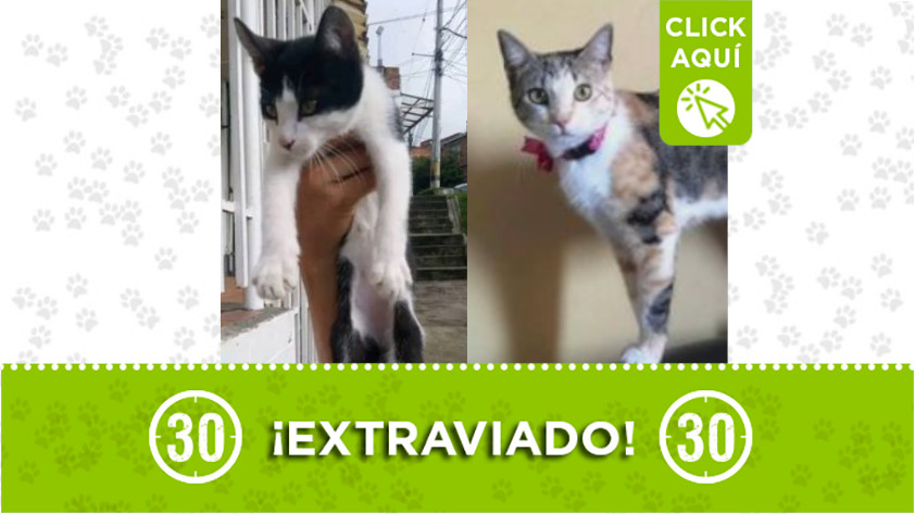 "Travieso y Keila” se perdieron en Robledo Aures