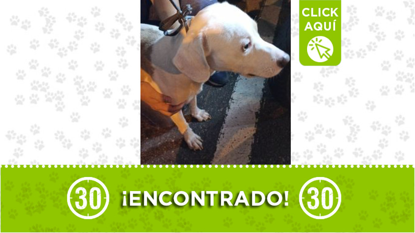 Perrito fue encontrado en Buenos Aires