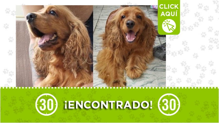 Cocker Spainel encontrado en Itagüí