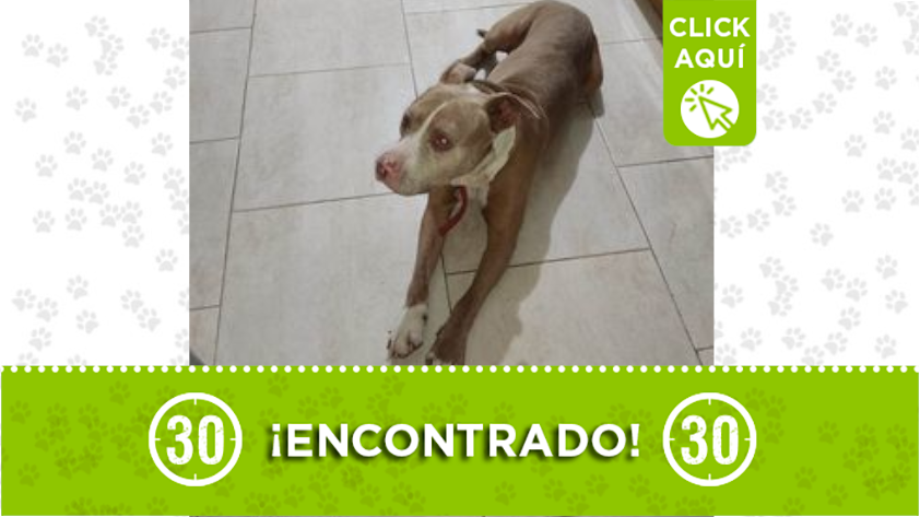 Perrito encontrado en Calzans