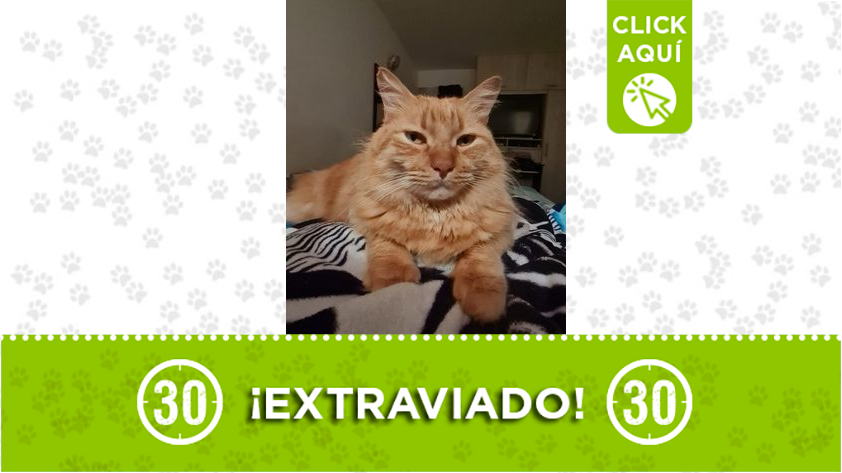 "Felix" se perdió en Bello