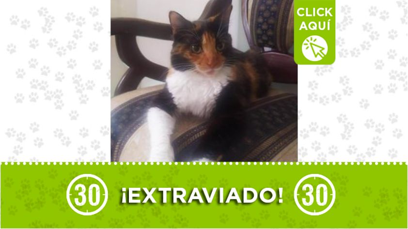 Lulu se perdió en Niquía